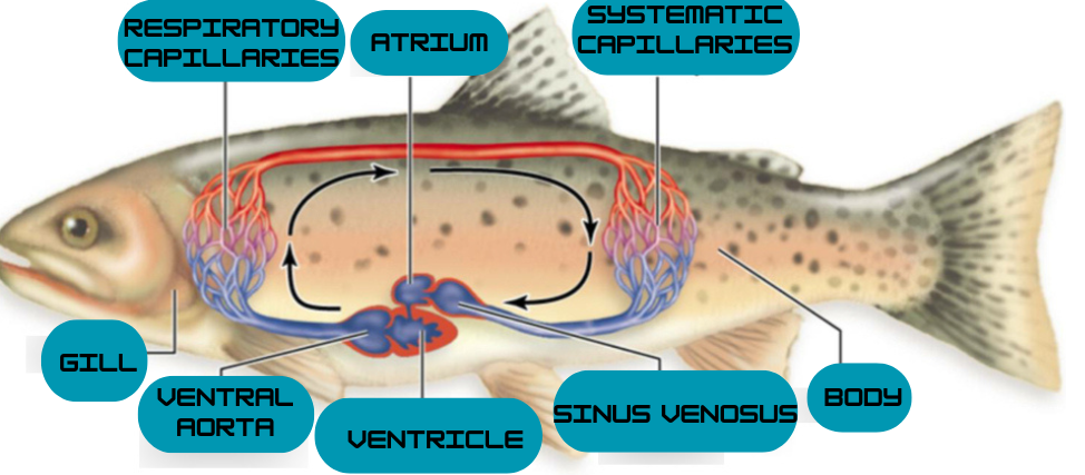 circulatory fish